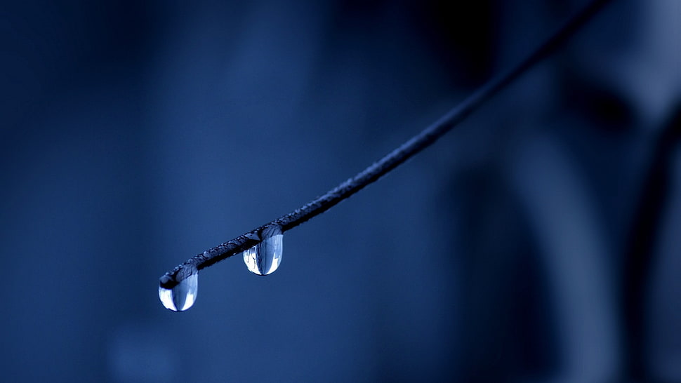 water dew on tree twig on focus photo HD wallpaper